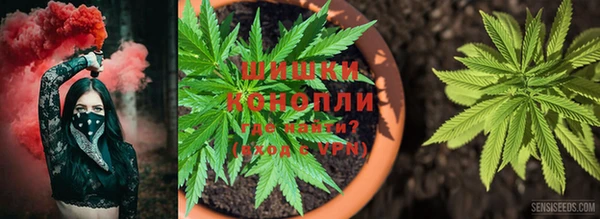 сатива Новодвинск